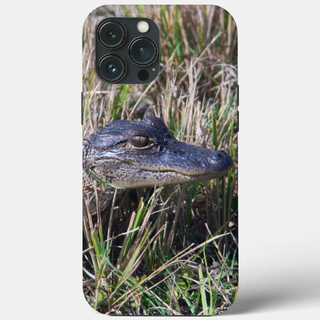 Babyalligator i kärrgräsfotografering (Baksida)