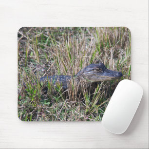 Babyalligator Vilda Djur Natur Fotografi Musmatta