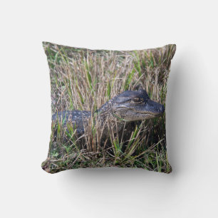 Babyalligator Vilda djur Sumpmark Natur Fotografi Kudde