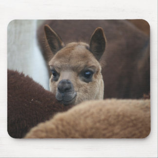 BabyAlpaca Musmatta