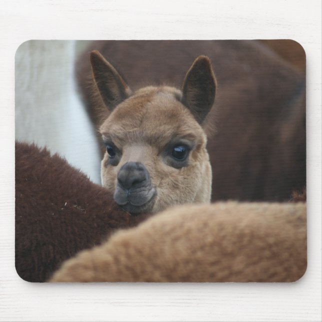 BabyAlpaca Musmatta (Framsidan)