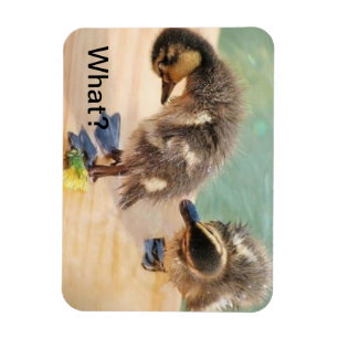 Babyankor som tittar vad? magnet