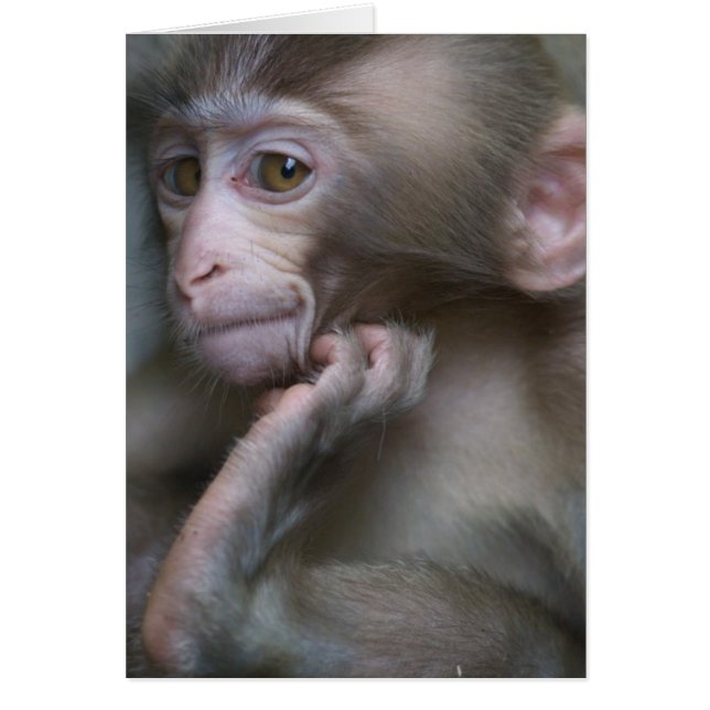 Babyapa Hälsningskort (Framsidan)