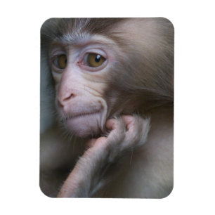 Babyapa Magnet