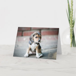 BabyBeaglesitta Kort