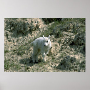 Babybergsfår Poster