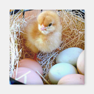 Babychick i basket av ägg. Påskkorg Magnet