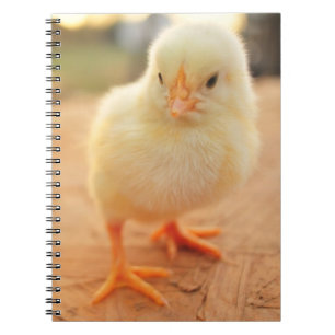 Babychickar Anteckningsbok