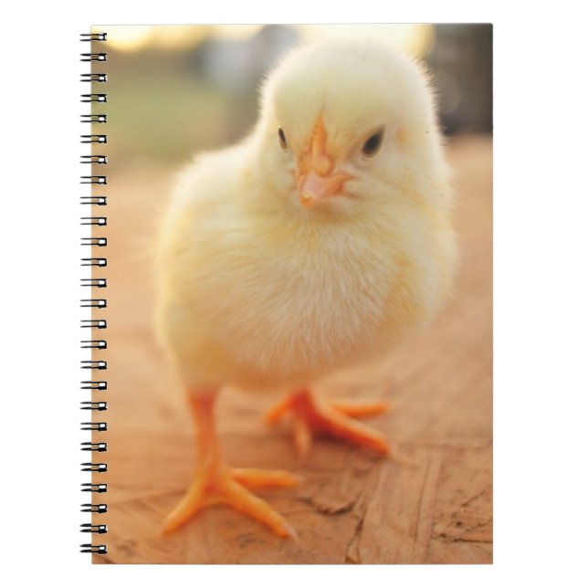 Babychickar Anteckningsbok (Framsidan)