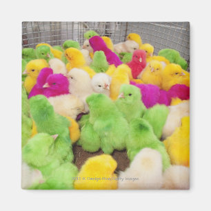 Babychickar i en skriva på en marknadsföra som magnet