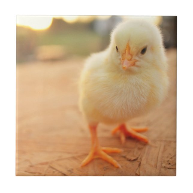 Babychickar Kakelplatta (Framsidan)