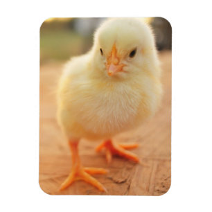 Babychickar Magnet