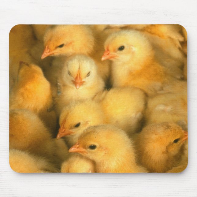 Babychickar Musmatta (Framsidan)