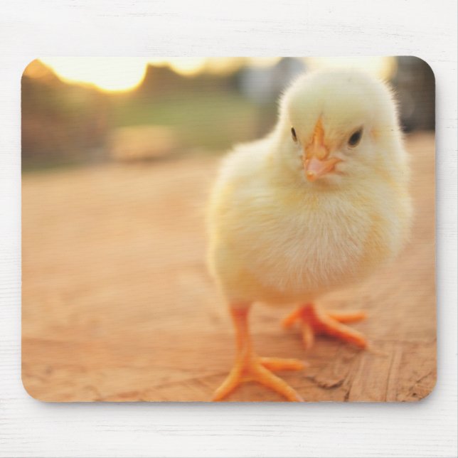 Babychickar Musmatta (Framsidan)