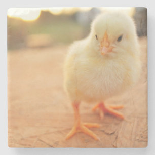 Babychickar Underlägg Sten