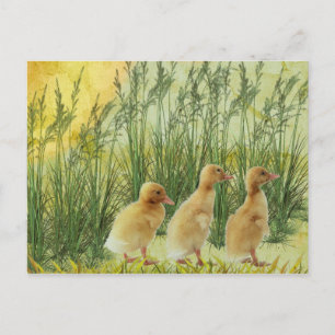 Babychickar Vykort