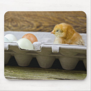 Babychicken med ägg paketerar in musmatta