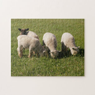 Babydoll Southdown Lambs Pussel