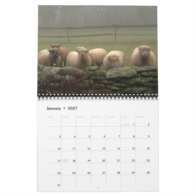 Babydoll Southdown Sheep 2015 NABSSAR Calendar Kalender (Jan 2027)