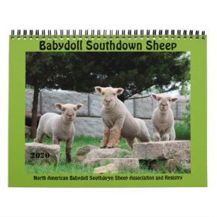 Babydoll Southdown Sheep 2020 NABSSAR Kalender