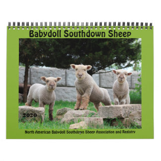 Babydoll Southdown Sheep 2020 NABSSAR Kalender