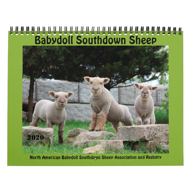Babydoll Southdown Sheep 2020 NABSSAR Kalender (Omslag)