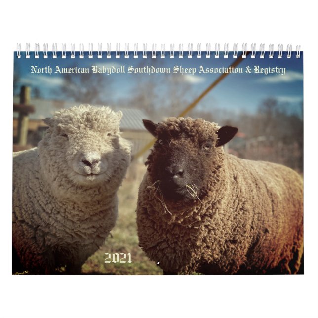 Babydoll Southdown Sheep 2021 NABSSAR Kalender (Omslag)