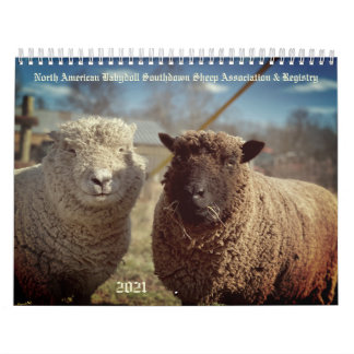Babydoll Southdown Sheep 2021 NABSSAR Kalender