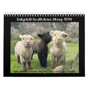 Babydoll Southdown Sheep 2024 NABSSAR Calendar Kalender