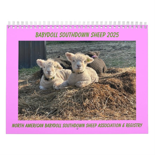 Babydoll Southdown Sheep 2025 Kalender (Omslag)