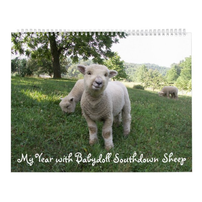 Babydoll Southdown Sheep Calendar Kalender (Omslag)