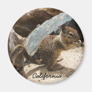 Babyekorre Magnet