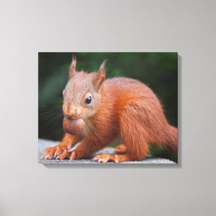 Babyekorre med nöt Lindad Canvas Print