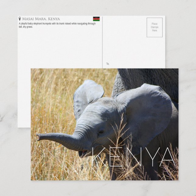 Babyelefant i Masai Mara, Kenya Resekort Vykort (Fram/baksida)