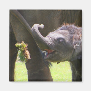 Babyelefant Magnet