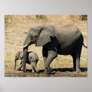 Babyelefant och mor poster