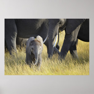 Babyelefant Poster