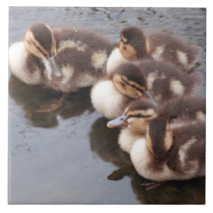 Babyen duckar Ducklingsgräsandfåglar som djurliv Kakelplatta