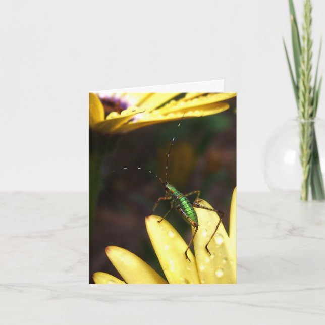 Babyen Katydid hoppar av tro noterar kortet Kort (Framsida)