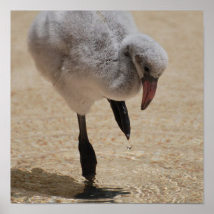 BabyFlamingoaffisch Poster