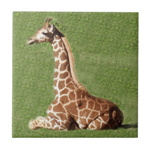 Babygiraff Kakelplatta