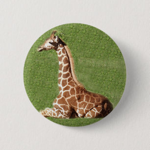 Babygiraff Knapp