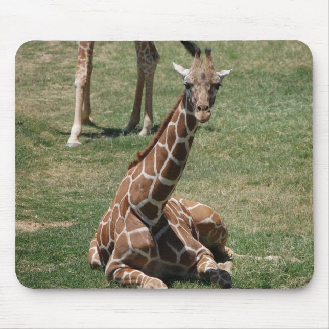 Babygiraff Musmatta (Framsidan)