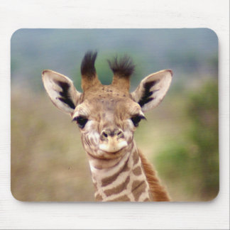 Babygiraffbild, Kenya, afrika | Musmatta
