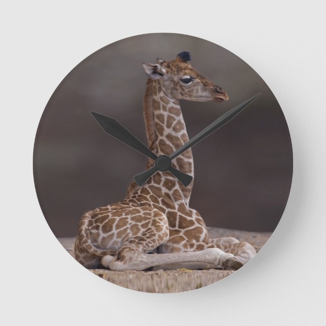 Babygiraffet tar tid på rund klocka (Framsida)