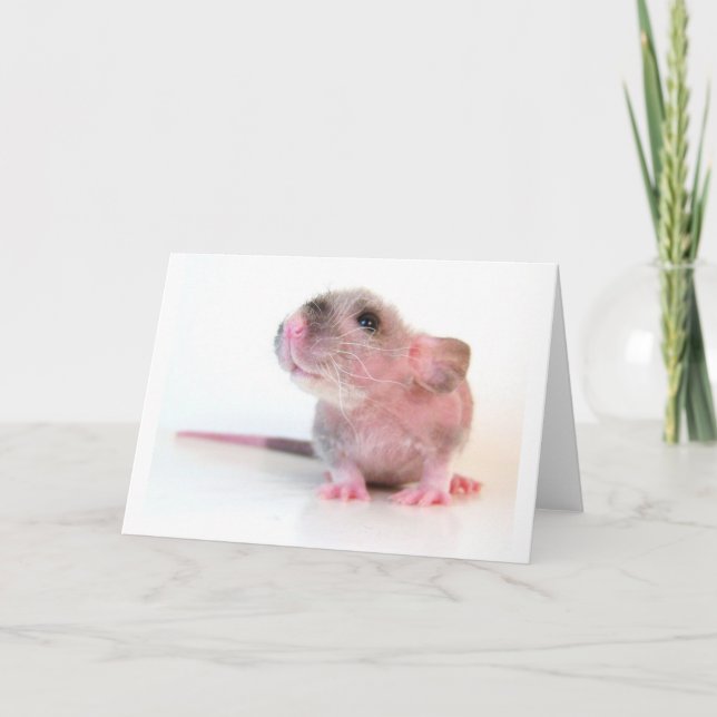 BabyGobi råtta Kort (Framsida)