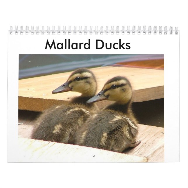 Babygräsandankor Kalender (Omslag)