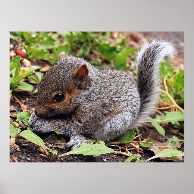 BabyGrey Poster (Framsidan)