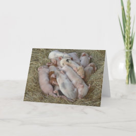 Babygrisar, Piglets - gulliga baby djur Kort