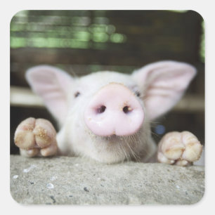 Babygrisen skrivar in, pigleten fyrkantigt klistermärke
